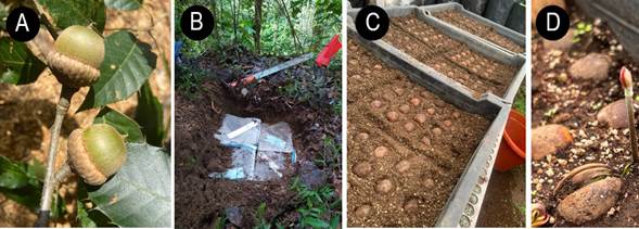 A. semillas de Quercus meavei S. Valencia., Sabas y O.J. Soto; B. tratamiento de acondicionamiento natural; C. semillas de Quercus delgadoana S. Valencia, Nixon y L.M. Kelly en bandejas de germinación; D. emergencia de la plúmula en Q. delgadoana.