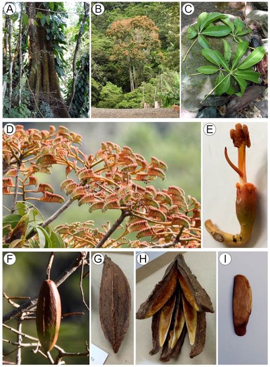 Bernoullia flammea Oliv. A. tronco con gambas; B. �rbol en floraci�n; C. hojas digitadas; D. inflorescencias con botones florales; E. flor en antesis; F. fruto inmaduro; G. fruto maduro cerrado; H. fruto maduro abierto; I. semilla. A, C, G, H, I. Fotograf�as de Diego Aguilar-Sand�. B, D, E y F. Fotograf�as de Lisa Robertson.