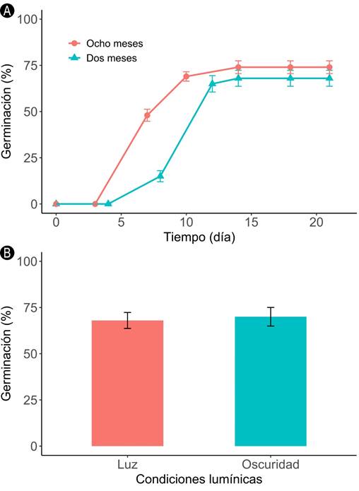 Germinaci�n de semillas de Bernoullia flammea Oliv. A. porcentaje acumulado de germinaci�n (promedio � error est�ndar) seg�n el tiempo de almacenamiento; B. porcentaje final de germinaci�n (promedio � error est�ndar) seg�n las condiciones lum�nicas.
