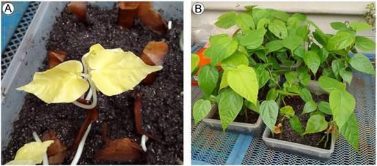 Pl�ntulas de Bernoullia flammea Oliv. obtenidas de semillas germinadas en oscuridad. A. pl�ntulas con etiolaci�n; B. mismas pl�ntulas expuestas a la luz con dos meses de edad.