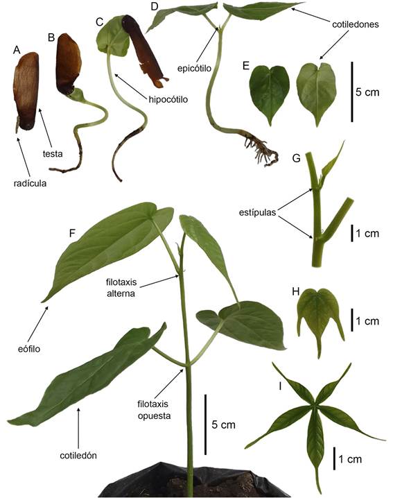 Proceso de germinaci�n y morfolog�a de la pl�ntula de Bernoullia flammea Oliv. A. emergencia de la rad�cula; B. emergencia de los cotiledones; C. ca�da de la testa; D. pl�ntula con cotiledones extendidos; E. detalle de los cotiledones; F. pl�ntula con cotiledones y hojas simples enteras; G. detalle de las est�pulas; H. hoja simple lobulada; I. inicio de la formaci�n de una hoja compuesta.