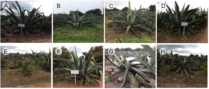Cultivares y etapas fenol�gicas de Agave salmiana Otto ex Salm-Dyck del estado de Tlaxcala, M�xico. A. Ayoteco; B. Manso; C. Chalque�o; D. P�a Larga; E. Edad media; F. Cap�n; G. Productiva; H. Senescencia. 