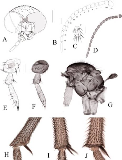 Hembras de Cabamofa sp. procedentes de M&eacute;xico. (A) cabeza, vista frontal (escala = 0.16 mm). (B, D) flagelo antenal, vista lateral (escala = 0.064 mm). (C) cuarto flagel&oacute;mero, vista lateral (escala = 0.04 mm). (E-F) palpo maxilar, segmentos 3-5 en vista lateral (escala = 0.04 mm). (G) t&oacute;rax, vista lateral. (H-J) patas, parte apical de las tibias, vista lateral:(H)- tibia anterior, (I)- tibia media, (J)- tibia posterior. Abreviaturas: Esc = escapo; Ped = pedicelo; I-XIV = flagel&oacute;meros.