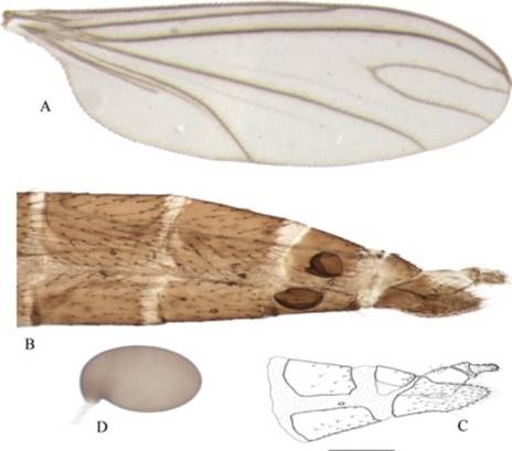 Hembras de Cabamofa sp. procedentes de M&eacute;xico. (A) ala derecha, vista dorsal. (B-C) abdomen, &uacute;ltimos segmentos abdominales, vista lateral (escala = 0.16 mm). (D) espermateca, vista lateral.
