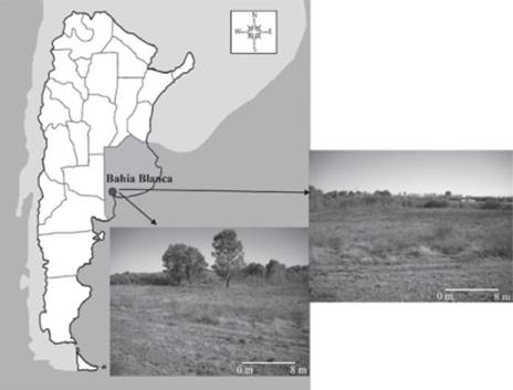 Map of Argentina with the location of Bah&iacute;a Blanca (point), study area (arrows) and vegetation (Chenopodium quinoa subsp. melanospermum, pastures, and plantations of Populus alba, Tamarix sp. and Eucalyptus globulus, can be seen).