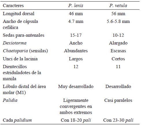 Diferencias entre larvas de tercer estadio de P. lenis y P. vetula.