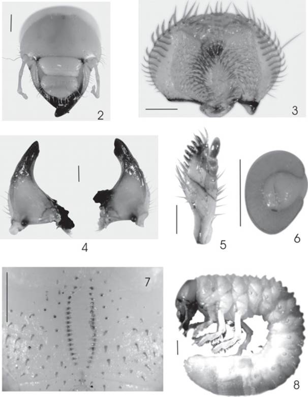 Phyllophaga lenis. 2) Aspecto frontal de la c&aacute;psula cef&aacute;lica de la larva. 3) Epifaringe. 4) Vista ventral de las mand&iacute;bulas izquierda y derecha. 5) Aspecto dorsal de la maxila derecha. 6) Placa respiratoria abdominal. 7) Raster. 8) Larva de tercer estadio. L&iacute;neas de escala = 0.5 mm excepto en Figuras 2 y 8 = 1 mm.