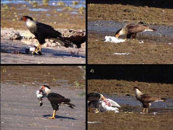 (a) Adult feeding on P. nigricollis at 15:53 h; (b) juvenile feeding on Egretta thula; (c) adult holding the P. nigricollis body in its beak; (d) adult and juvenile caracara feeding on E. thula. Note that prey are fresh and that tide was very low at the time of prey consumption.