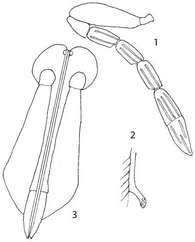 Coccobius pedicellatus Myartseva, sp. nov., hembra: 1 - antena, 2 - vena estigmal, 3 - ovipositor.