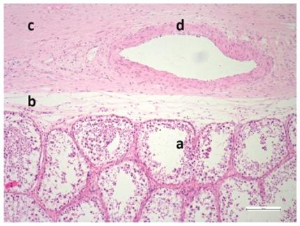 Tejido testicular. Túbulos seminíferos (a), tejido conectivo (b), túnica albugínea (c) y arteria (d).