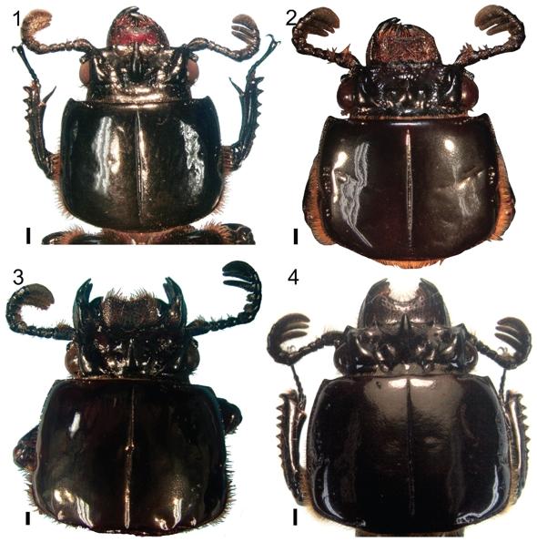 Head and pronotum, dorsal view. 1 Passaluscoarctatus. 2 P.coniferus. 3 P. interruptus. 4 P. unicornis. Scale bars: 1 mm [Photos by L. Jim&eacute;nez-Ferbans].