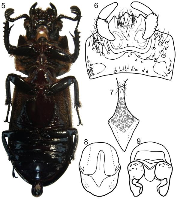 Passalus coarctatus. 5 Habitus, ventral view [Photo by L. Jim&eacute;nez-Ferbans]. 6 Prementum and mentum, ventral view.7 Proesternelum, ventral view. 8 Edeagus, ventral view. 9 Edeagus, dorsal view [modified from Upegui-V&eacute;lez 2008].