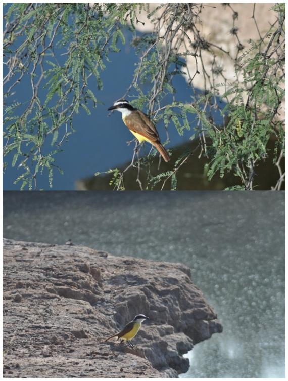 Luis bienteveo (P. sulphuratus) en Bledos, San Luis Potos&iacute; (21&deg;48'N, 100&deg;58'O a 1830 msnm; Fotos: J.E. Ram&iacute;rez-Albores).