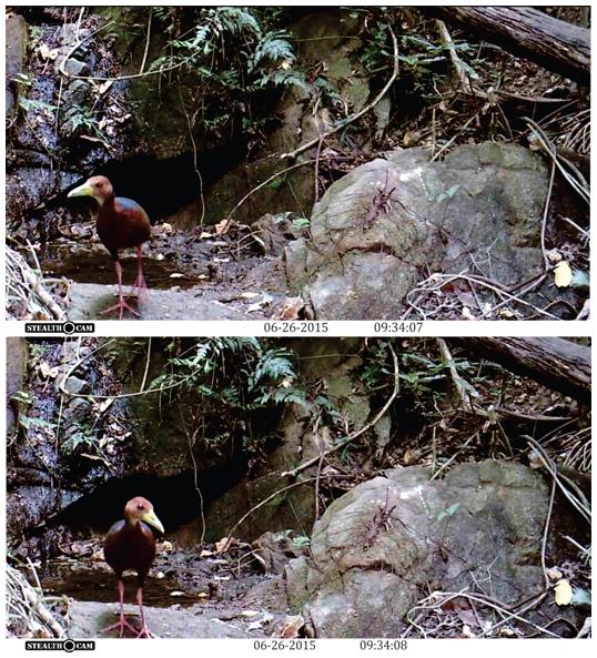 Fotocaptura de Aramides axillaris tomadas en el ADVC El Gavil&aacute;n, Municipio de Santa Mar&iacute;a Tonameca, Oaxaca.