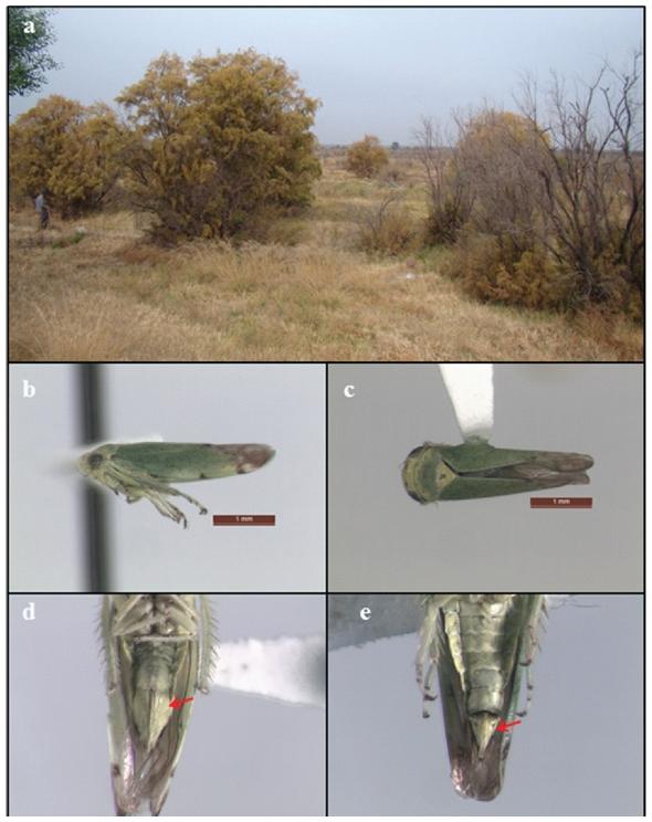 a)Tamarix chinensis con s&iacute;ntomas de amarillamientos del follaje inducido por Opsius stactogalus, b, c) Macho adulto. d) Genitalia externa de la hembra. e) Genitalia externa del macho.