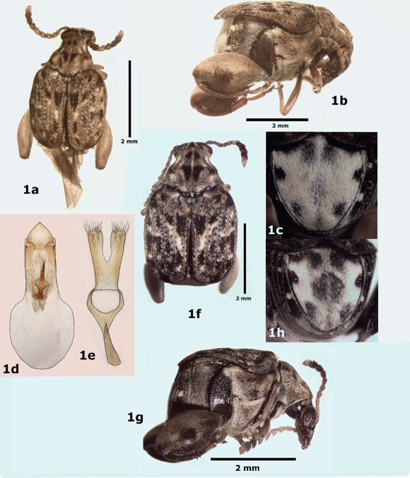 Ctenocolum janzeni, a) vista dorsal del macho, b) vista lateral del macho, c) pigidio del macho, d) l&oacute;bulo medio de la genitalia del macho, e) l&oacute;bulos laterales de la genitalia del macho, f) vista dorsal de la hembra, g) vista lateral de la hembra, h) pigidio de la hembra.