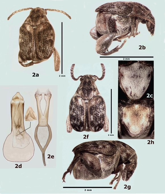 Ctenocolum podagricus, a) vista dorsal del macho, b) vista lateral del macho, c) pigidio del macho, d) l&oacute;bulo medio de la genitalia del macho, e) l&oacute;bulos laterales de la genitalia del macho, f) vista dorsal de la hembra, g) vista lateral de la hembra, h) pigidio de la hembra.