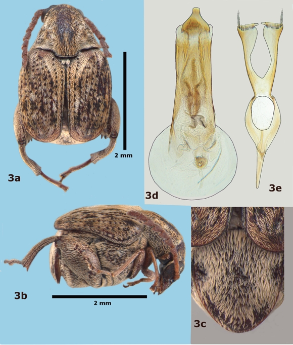 Ctenocolum pygospilotos, a) vista dorsal del macho, b) vista lateral del macho, c) pigidio del macho, d) l&oacute;bulo medio de la genitalia del macho, e) l&oacute;bulos laterales de la genitalia del macho.