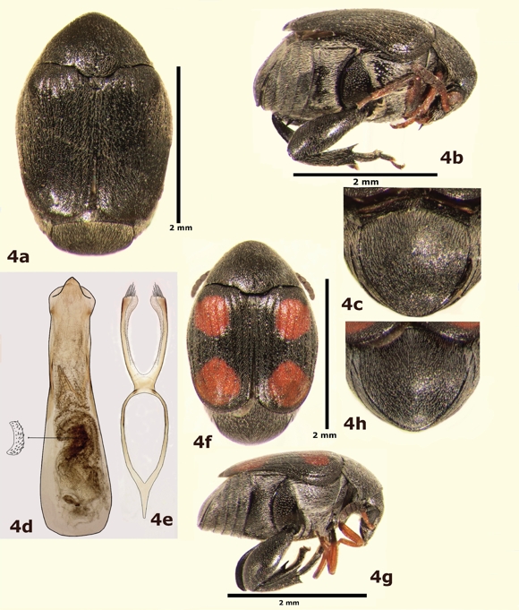 Stator monachus, a) vista dorsal del macho, b) vista lateral del macho, c) pigidio del macho, d) l&oacute;bulo medio de la genitalia del macho, e) l&oacute;bulos laterales de la genitalia del macho, f) vista dorsal de la hembra, g) vista lateral de la hembra, h) pigidio de la hembra.