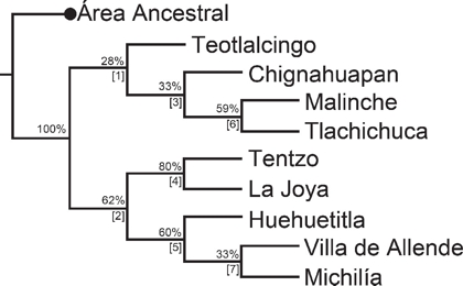 Cladograma que muestra la relaci&oacute;n de nueve faunas, incluyendo a la barranca de Huehuetitla, Tlax. Los n&uacute;meros indican los nodos y el porcentaje el valor de "bootstrap" para 500 r&eacute;plicas.