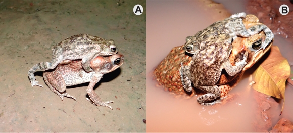 Interspecfic amplexi: (A) male of Rhinella major and a male of Rhinella marina attached by axillar amplexus; (B) male of Rhinella marina and two males of Rhinella major.
