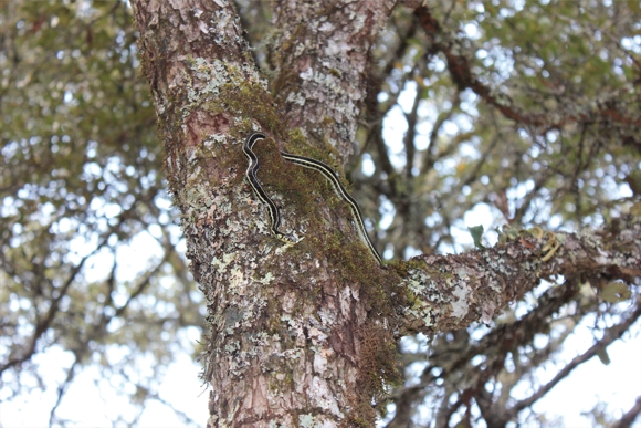 Ejemplar de Thamnophis pulchrilatus observado en &aacute;rbol de encino a 4.96 m del suelo. Foto: Misael Casas.