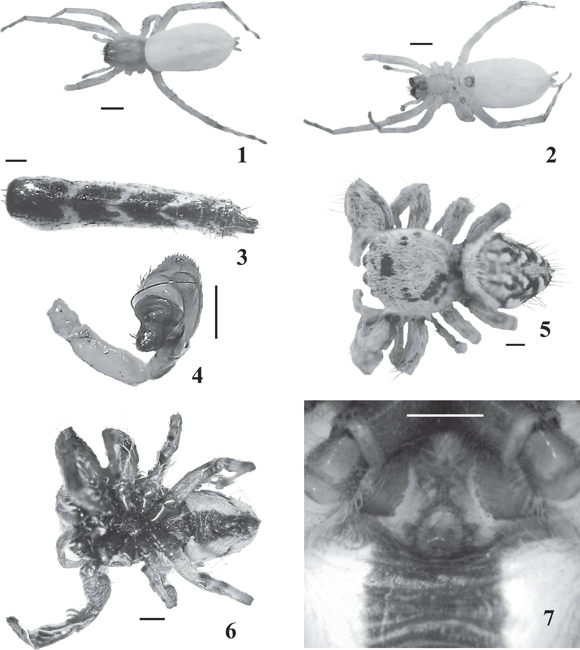 1-2) Hibana futilis hembra, 1) vista dorsal, 2) vista ventral. 3-4) Marpissa pikei macho, 3) opistosoma vista dorsal, 4) pedipalpo. 5-7) Paraphidippus fartilis hembra, 5) vista dorsal, 6) vista ventral, 7) epiginio. Marca de escala 0.5 mm.