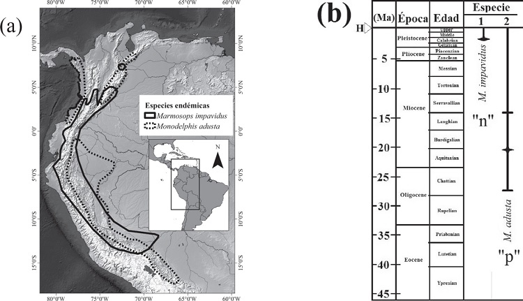 Aplicaci&oacute;n del neoendemismo (n) y paleoendemismo (p) a dos especies de mam&iacute;feros andinos. (a) Mapas de distribuci&oacute;n de las dos especies. (b) Tiempo aproximado de divergencia de las dos especies. H = Holoceno, Modificado de Noguera-Urbano 2016.