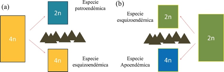 Esquemas que representan los tipos de endemismo de acuerdo con la evoluci&oacute;n cromos&oacute;mica de plantas. (a) Especie poliploide ampliamente distribuida. (b) Especie diploide ampliamente distribuida. Los rect&aacute;ngulos y cuadros representan &aacute;reas de distribuci&oacute;n hipot&eacute;ticas, los cuales cambian de tama&ntilde;o por un evento de vicarianza (tri&aacute;ngulos). n= n&uacute;mero de cromosomas.