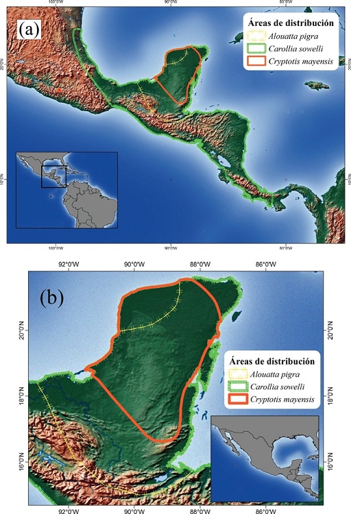 Mapas de distribuci&oacute;n de tres especies de mam&iacute;feros. (a) &Aacute;reas de distribuci&oacute;n completas de las tres especies, Allouta pigra Lawrence, 1933 y Cryptotis mayensis (Merriam 1901) pueden ser consideradas que soportan a la Pen&iacute;nsula de Yucat&aacute;n como &aacute;rea de endemismo. (b) La distribuci&oacute;n de Carollia sowelli Baker, Solari & Hoffmann, 2002 est&aacute; incompleta en el mapa, durante un an&aacute;lisis de endemismo que incluya la panor&aacute;mica presentada las tres especies podr&iacute;a soportar a la Pen&iacute;nsula de Yucat&aacute;n como &aacute;rea de endemismo. En este caso C. sowelli es un falso endemismo de la Pen&iacute;nsula, resultado de incluir una distribuci&oacute;n incompleta.