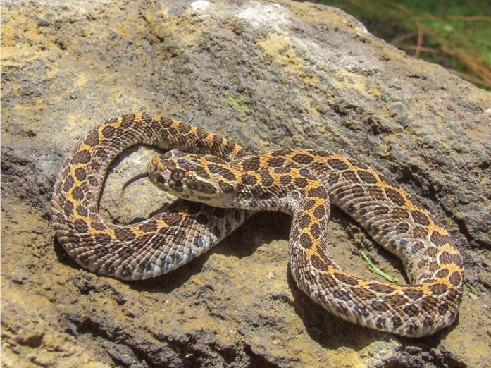 Individuo de Crotalus polystictus encontrado en bosque de pino encino (Foto: M. Dom&iacute;nguez-Laso).