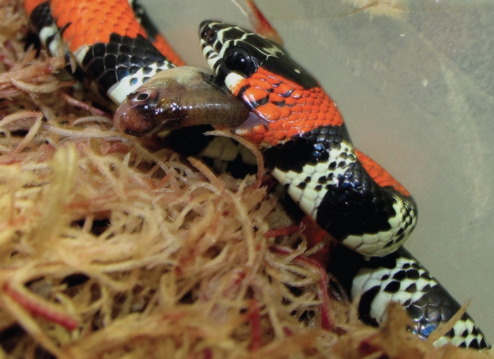 Simophis rhinostoma (young female) at the beginning of fish ingestion.
