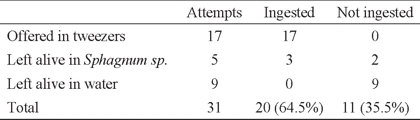Simophis rhinostoma: attempts of fish ((Hyphessobrycon eques) ingestion.