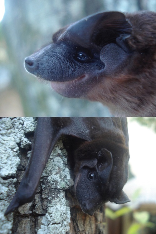 An adult male of Molossops neglectus collected on the campus of the Universidad del Valle, Cali municipality, Valle del Cauca department, Colombia (Photo by Jorge H. Velandia-Perilla).