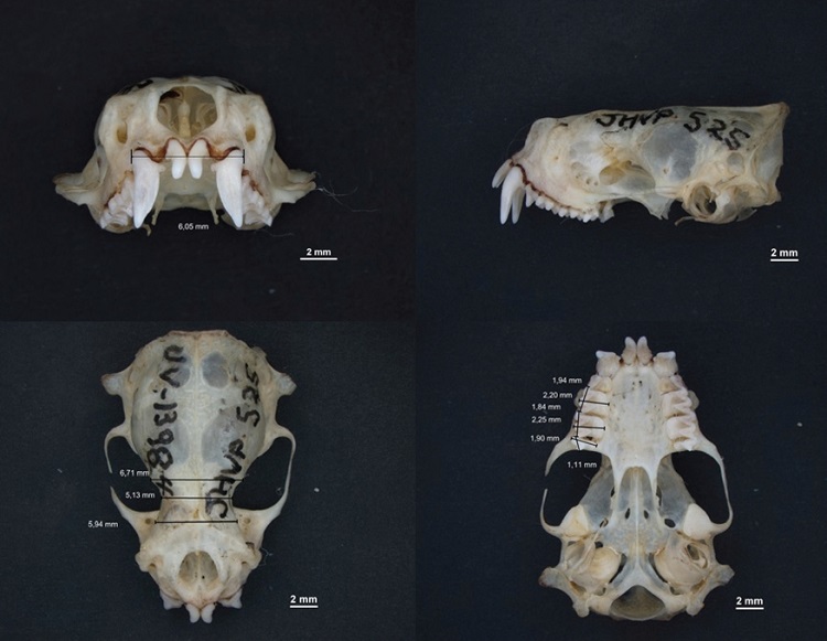 Frontal, lateral, dorsal and ventral view of the skull of Molossops neglectus (UV-13984) collected on the campus of the Universidad del Valle, Cali municipality, Valle del Cauca department, Colombia (Photos by Daniela Arenas-Viveros).