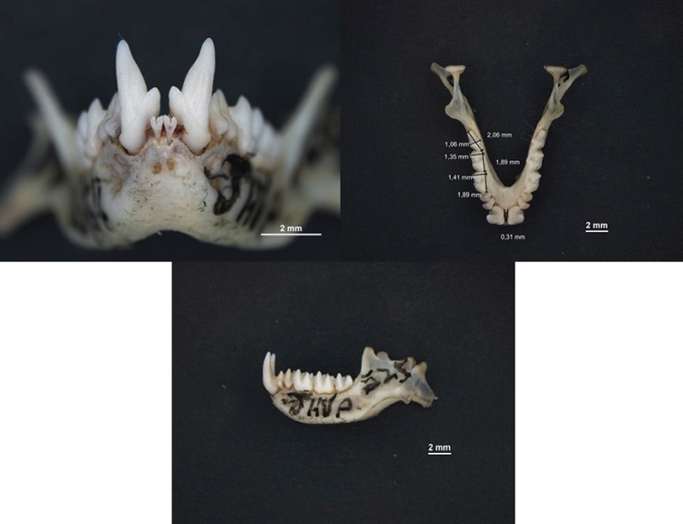 Frontal, dorsal and lateral view of the mandibles of Molossops neglectus (UV-13984) collected on the campus of the Universidad del Valle, Cali municipality, Valle del Cauca department, Colombia (Photos by Daniela Arenas-Viveros).