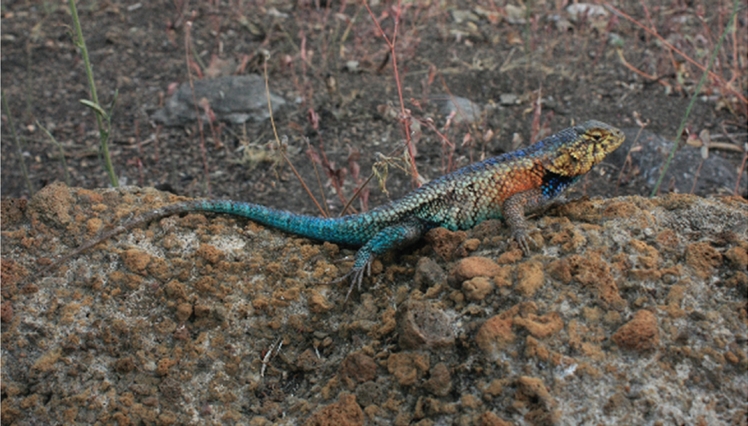 Male specimen of Sceloporus horridus horridus showing nuptial coloration (Photo Rub&eacute;n Castro-Franco).