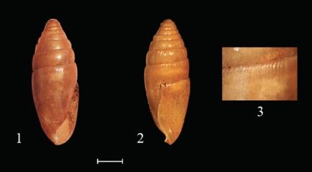 Guillarmodia marcelae, n. sp.: 1) frontal view, 2) lateral view. Holotype (ITCVZ 8363). 3) Subsutural striations along of last whorl of holotype. Scale bar for figures 1 and 2 represent 2 mm.