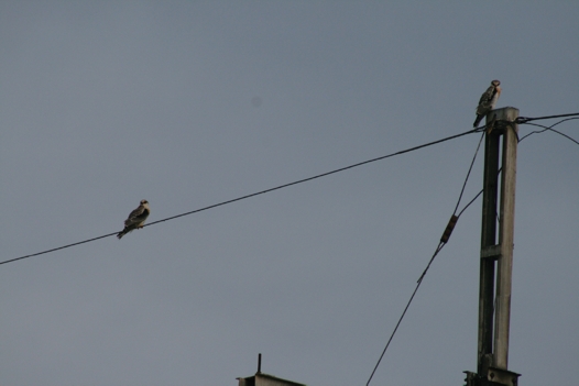 Elanus leucurus, dos juveniles perchados sobre cable y poste de electricidad. San Andr&eacute;s Cholula, 20 de agosto de 2008.
