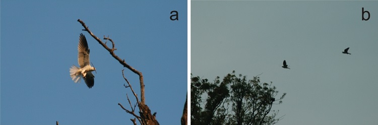 (a) Elanus leucurus adulto colectando material para el nido. San Andr&eacute;s Cholula, 1 de febrero de 2013. (b) Elanus leucurus, pareja de individuos adultos transportando material para el nido. N&oacute;tese la rama en el pico del individuo de la izquierda, San Andr&eacute;s Cholula, 1 de febrero de 2013.