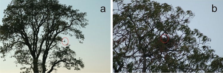 (a) Elanus leucurus, individuo adulto perchado en un posadero donde com&uacute;nmente se le encontraba a 6 m de altura sobre un fresno Fraxinus uhdei. En la cima se encontr&oacute; el nido con un individuo incubando. San Andr&eacute;s Cholula, 20 de marzo de 2015. (b) Elanus leucurus adulto incubando en un nido a 16.5 m de altura sobre un fresno, Fraxinus uhdei de 18 m. N&oacute;tese la cabeza del individuo incubando dentro del nido, San Andr&eacute;s Cholula, 20 de marzo de 2015.
