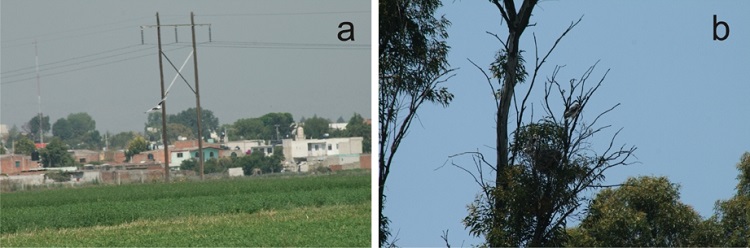 (a) Elanus leucurus, individuo adulto forrajeando en un pol&iacute;gono de cultivos extensos de alfalfa y pastizal. San Gregorio Atzompa, 26 de abril de 2015. (b) Nido de Elanus leucurus con dos volantones a 7 m de altura sobre eucalipto, Eucalyptus sp., de 11 m. San Gregorio Atzompa, 26 de abril de 2015.