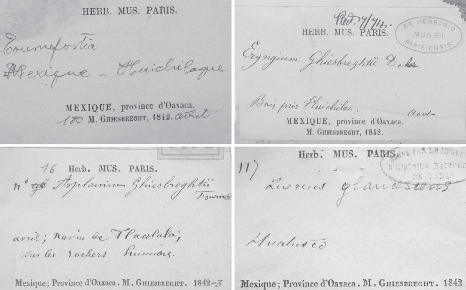 &ldquo;Oaxaca&rdquo; labels of a Tournefortia sp. (MNHN-P 3897154, upper left) and Eryngium ghiesbreghtii Decaisne, 1873 (K 529746, upper right) from Huitzilac (&ldquo;Huichilaque&rdquo;) in northernmost Puebla as well as Asplenium ghiesbreghtii Fournier, 1872 (MNHN-P 219954, &ldquo;type&rdquo;, lower left) and Quercus glaucescens Kunth, 1817 (MNHN-P 754021, isotype, lower right) from Tlacolula and Huatusco, respectively, in central Veracruz (Fig. 1).