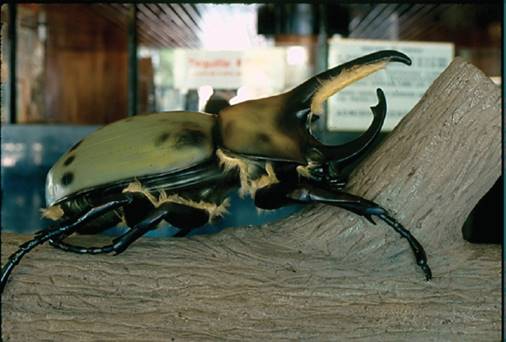 Modelo de Dynastes hyllus en la &ldquo;Expo Sevilla, 1992&rdquo;. Foto G. Halffter.