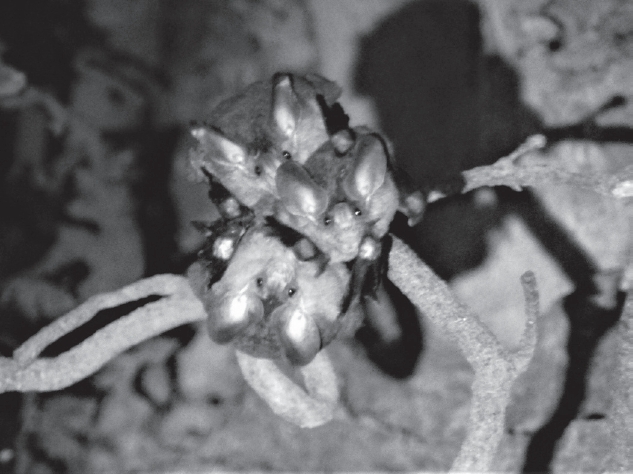 Colonia de falso vampiro lanudo Chrotopterus auritus (Chiroptera: Phyllostomidae) observada en 2014 dentro de cavidad de árbol en un bosque húmedo del pacífico de Guatemala