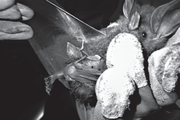 Hembra lactante de falso vampiro lanudo Chrotopterus auritus (Chiroptera: Phyllostomidae) capturada con cría en brazos en 2017 al salir de cavidad de árbol en un bosque húmedo del pacífico de Guatemala