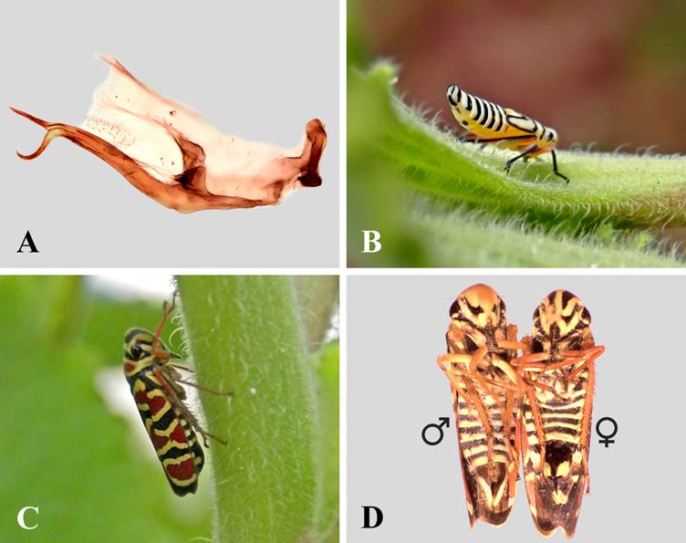 Agrosoma pulchella: A) Vista lateral del edeago; B) Ninfa alimentándose sobre Plectranthus. amboinicus; C) Vista lateral del adulto sobre P. amboinicus; D) Vista ventral de los adultos.