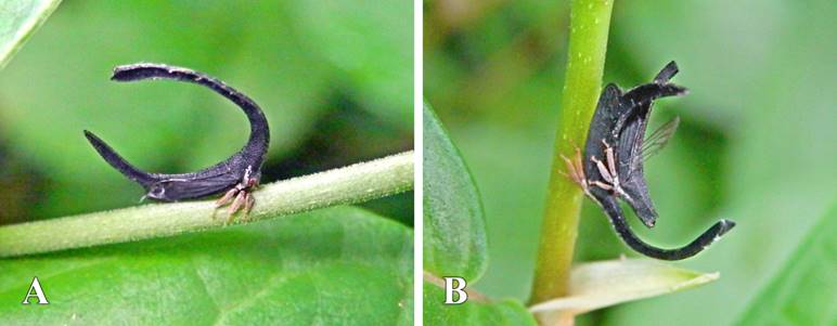 Cladonata apicalis: A) Hembra sobre Piper hispidum; B) Adultos apareándose sobre P. hispidum (el macho perdió las prolongaciones del pronoto).