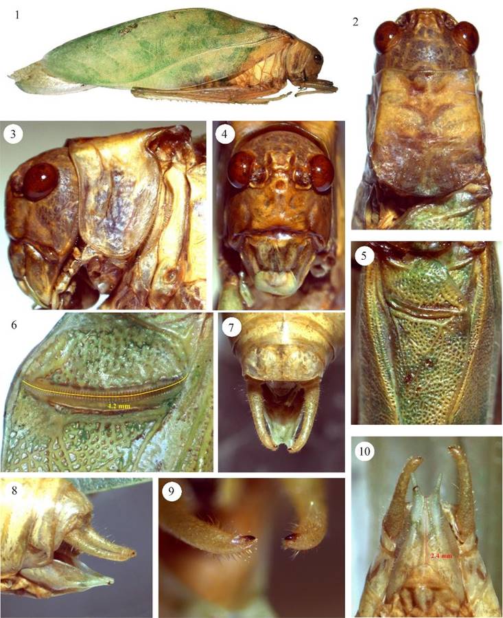 Microcentrum tecactli n. sp. Macho, 1) habitus, 2) cabeza y pronoto, vista dorsal, 3) cabeza y pronoto, vista lateral, 4) fastigio del vertex y fastigio frontal, 5) aparato estridulador, 6) peine estridulador, 7) cercos vista dorsal, 8) cercos y plato subgenital, vista lateral, 9) acercamiento de los cercos, vista dorsal, 10) plato subgenital, vista ventral.