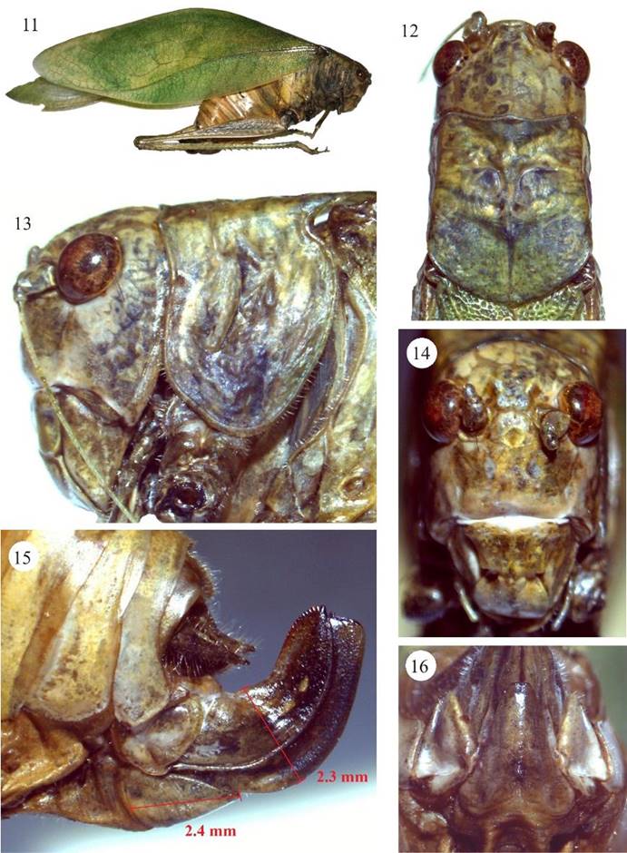 Microcentrum tecactli n. sp. Hembra, 11) habitus, 12) cabeza y pronoto, vista dorsal, 13) cabeza y pronoto, vista lateral, 14) fastigio del vertex y fastigio frontal, 15) ovipositor, plato subgenital y lóbulo de ovipositor, vista lateral, 16) plato subgenital, vista ventral.